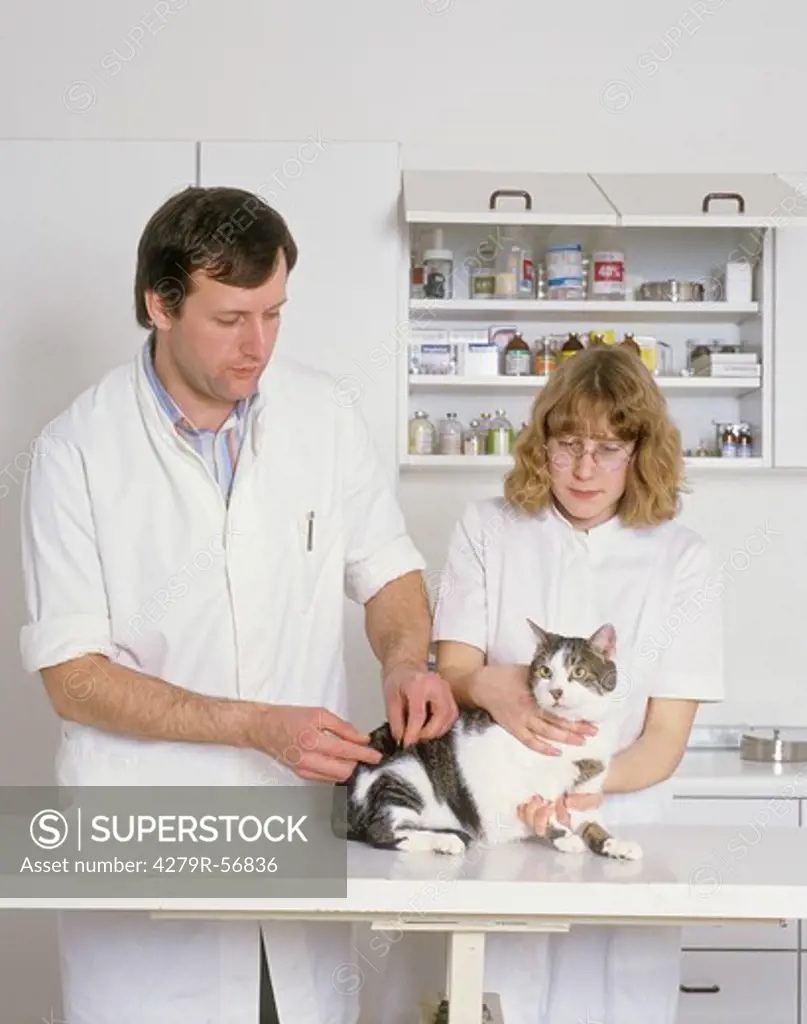 veterinary, domestic cat examination