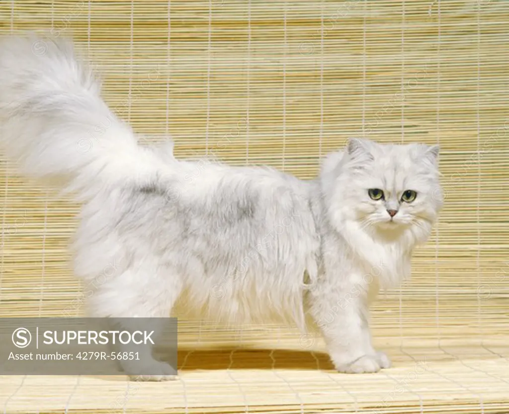 persian cat (silver shaded) - standing