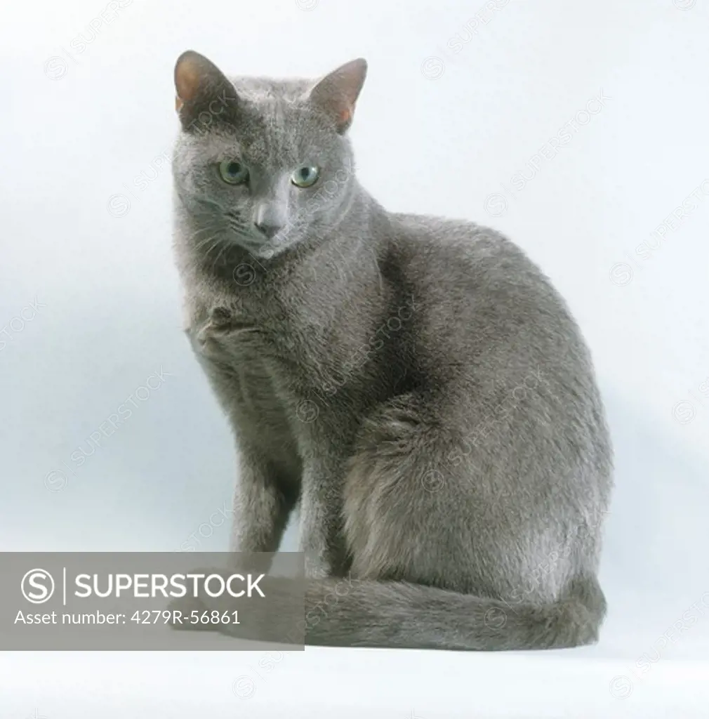 Russian Blue - sitting - cut out