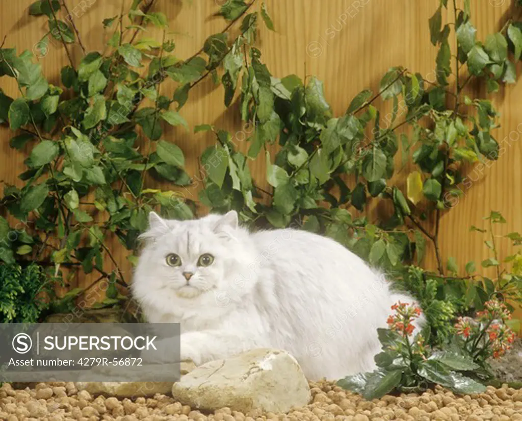 persian cat - lying