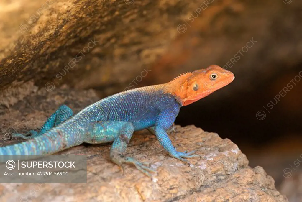 Red-headed rock agama (male) , Agama agama