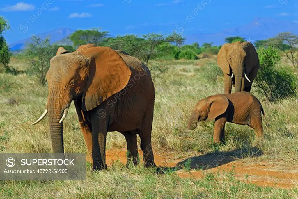African elephants with cub , Loxodonta africana