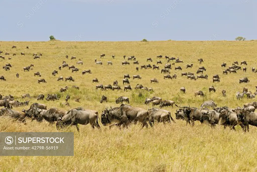 Blue Wildebeests - herd , Connochaetes taurinus