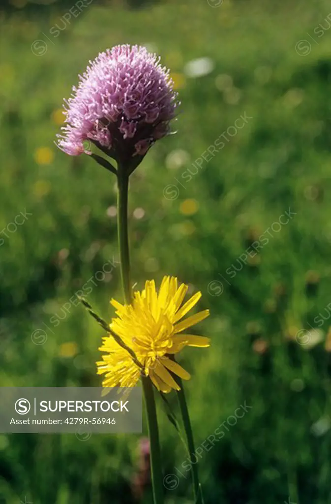 dandelion and Pigeon scabious