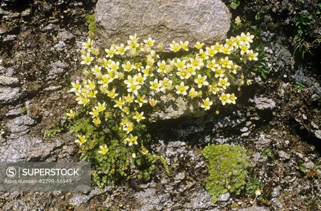 rock jasmines , Androsace vandellii