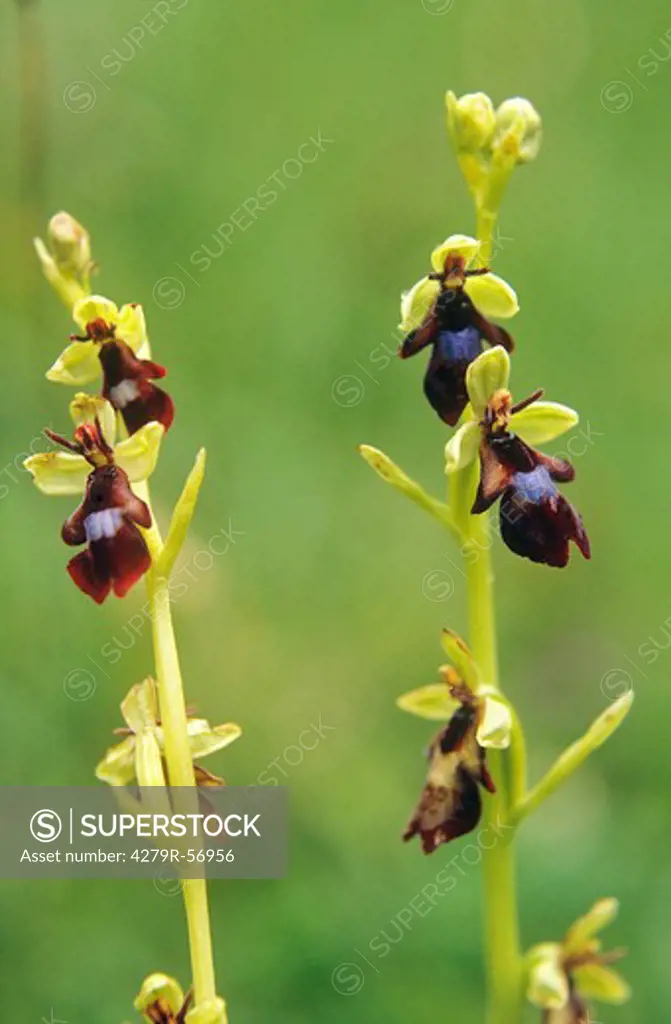 fly orchids , Ophrys insectifera