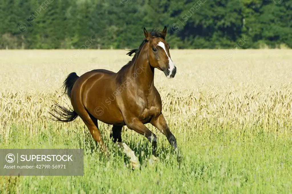 Polish halfbred horse