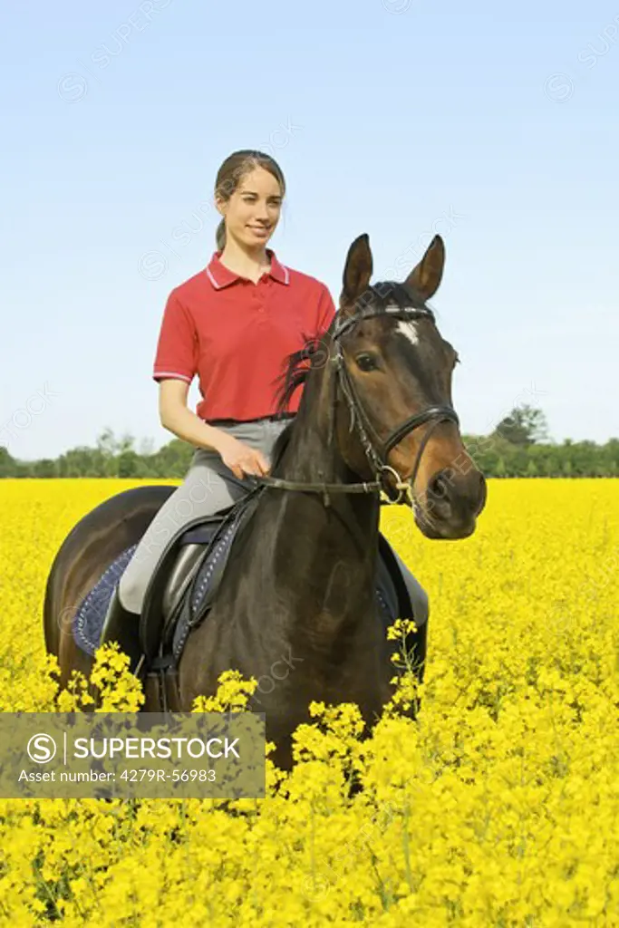 Young lady rider on a German horse standing in a rape field