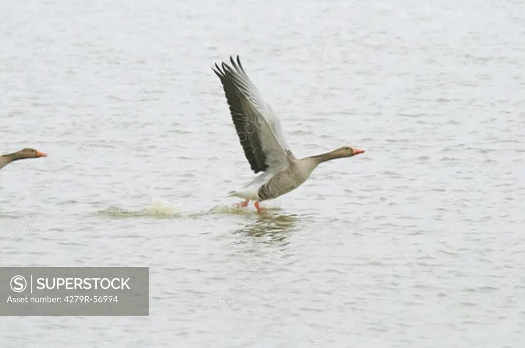 greylag geese - flying , Anser anser