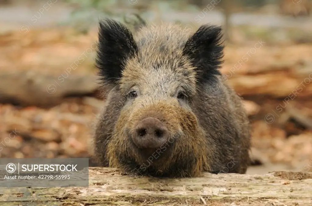 wild boar , Sus scrofa