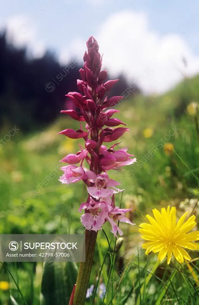 Early Purple Orchid and pygmy buttercup