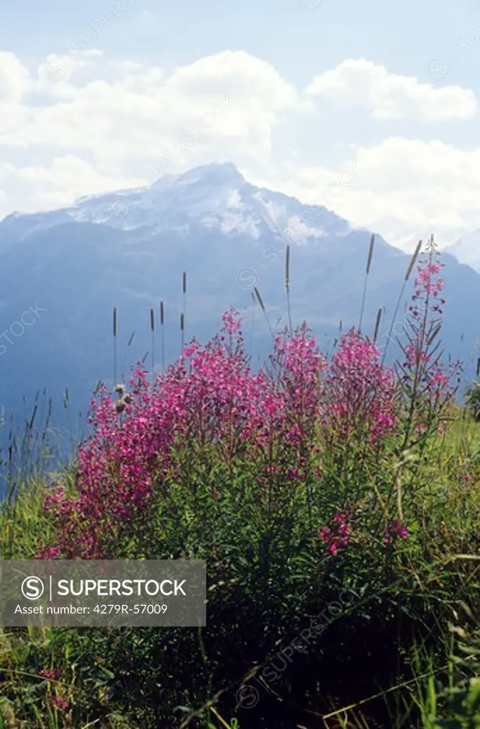 rosebay willowherb , Epilobium angustifolium