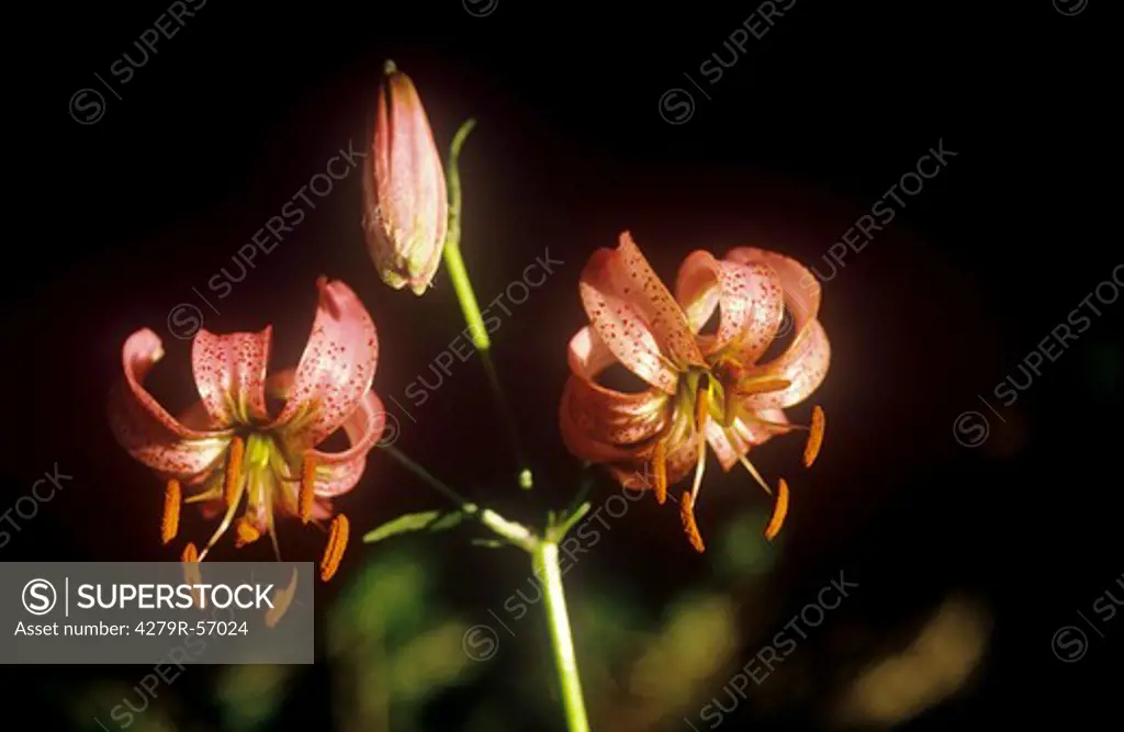 martagon lily , Lilium martagon