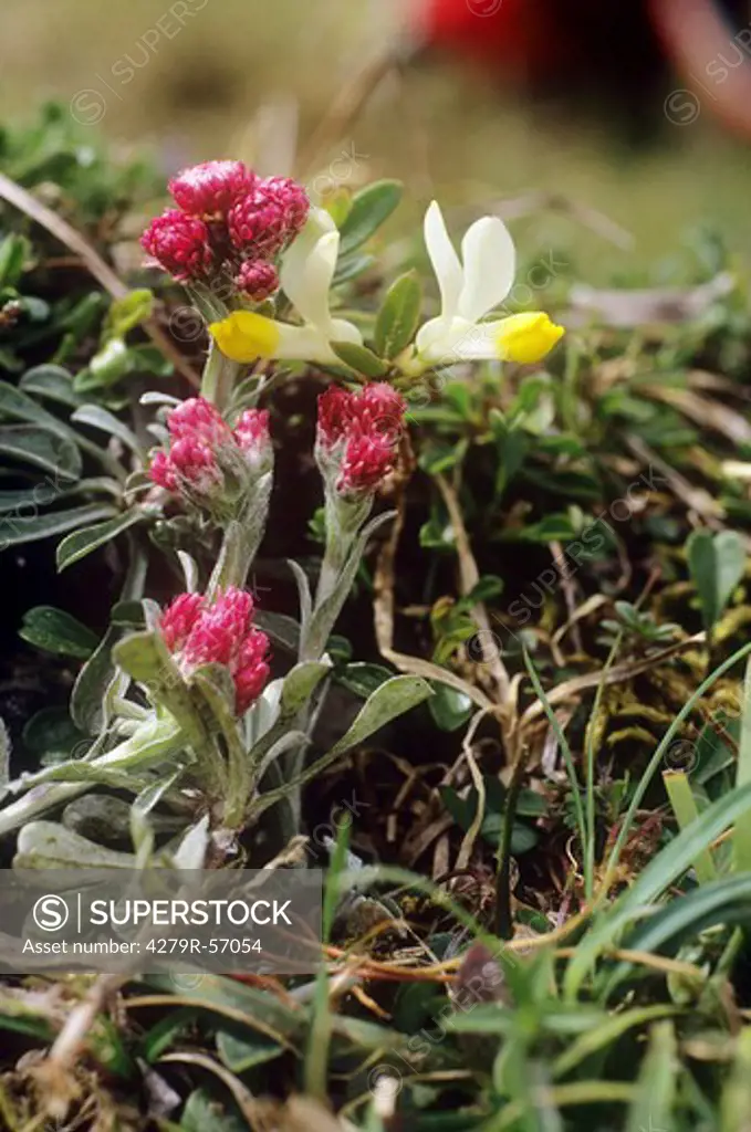 mountain everlasting , Antennaria dioica