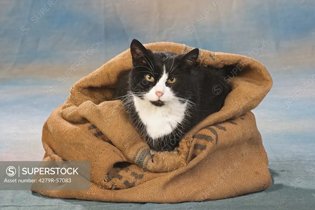 domestic cat - sitting in sack