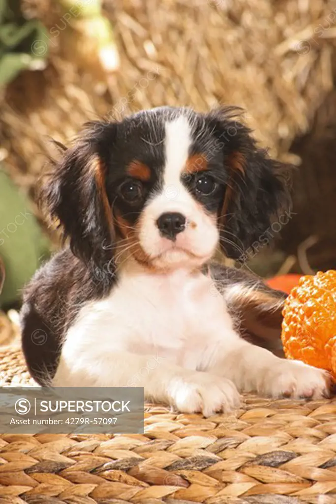 Cavalier King Charles Spaniel - puppy lying on basket