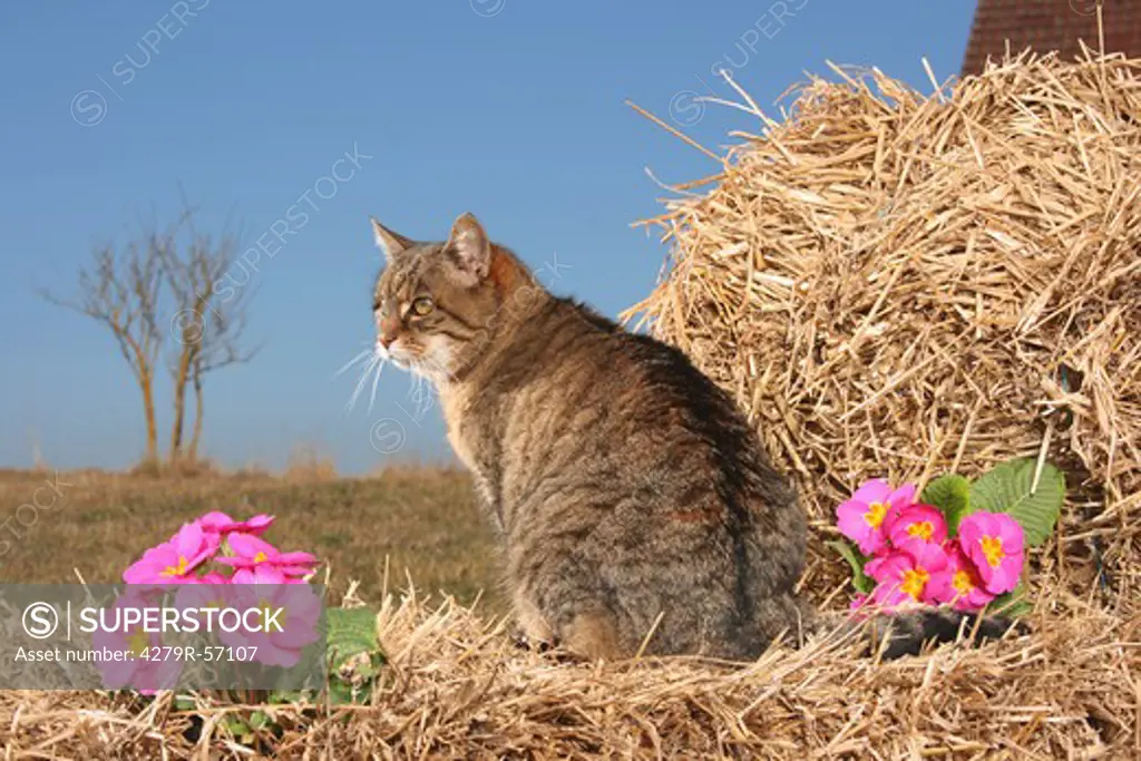 tabby cat - sitting on bale of straw
