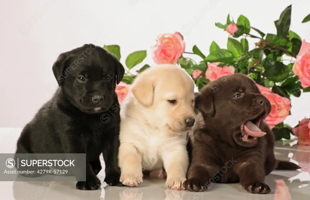 three Labrador Retriever puppies