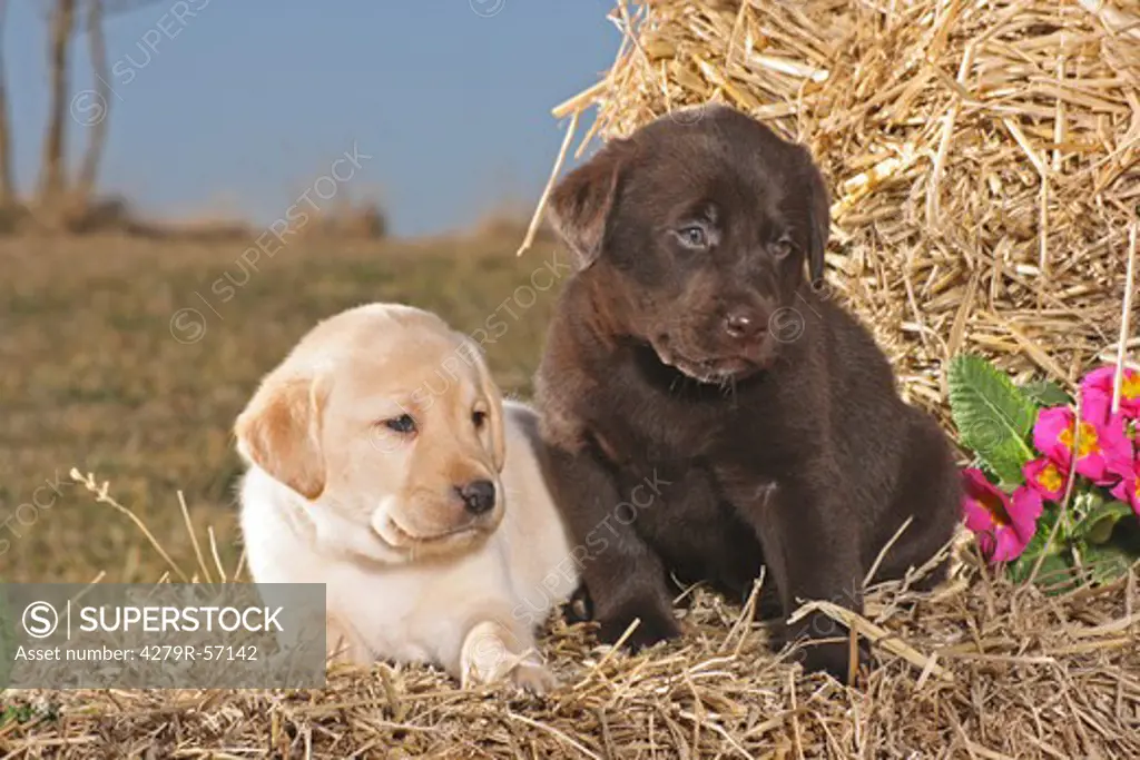 two Labrador Retriever puppies - lying on straw
