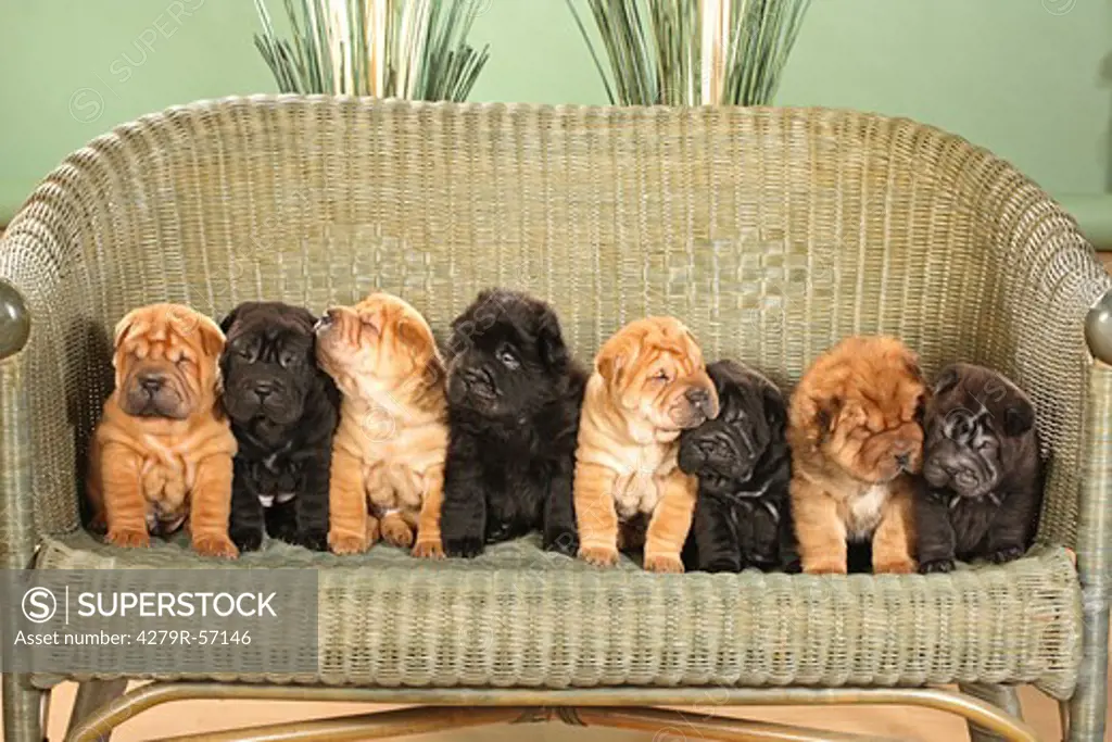eight Shar Pei puppies on sofa
