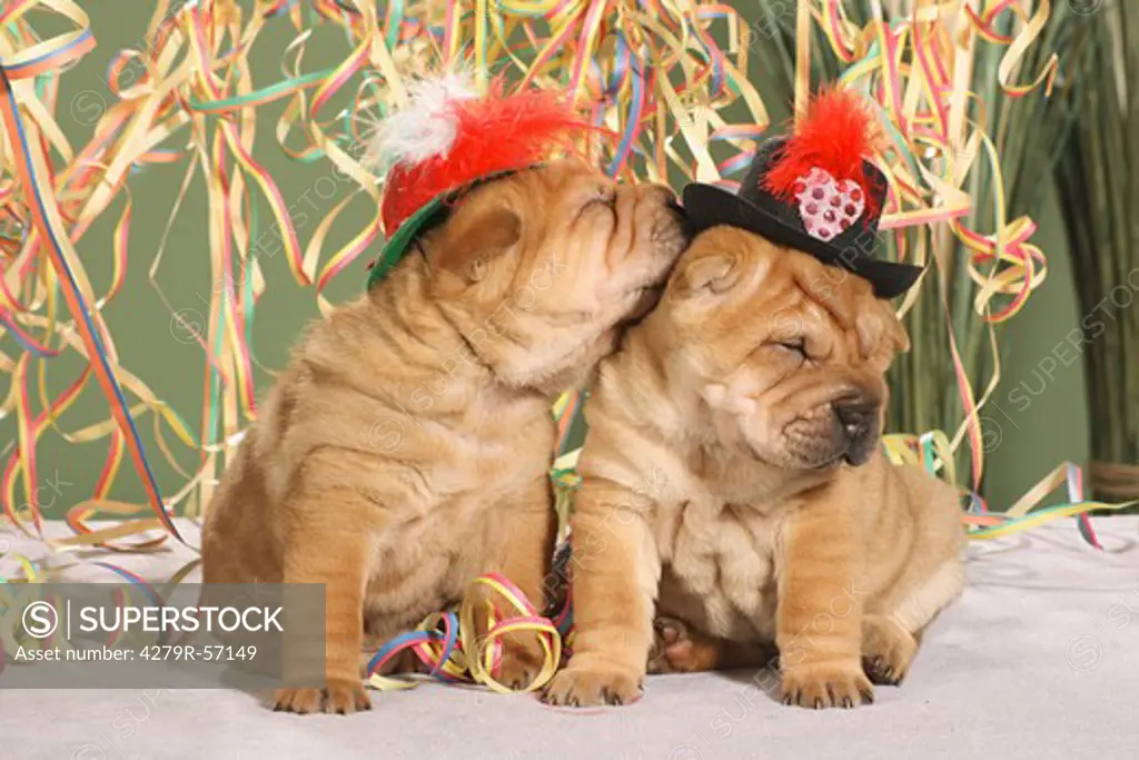 two Shar Pei puppies - smooching