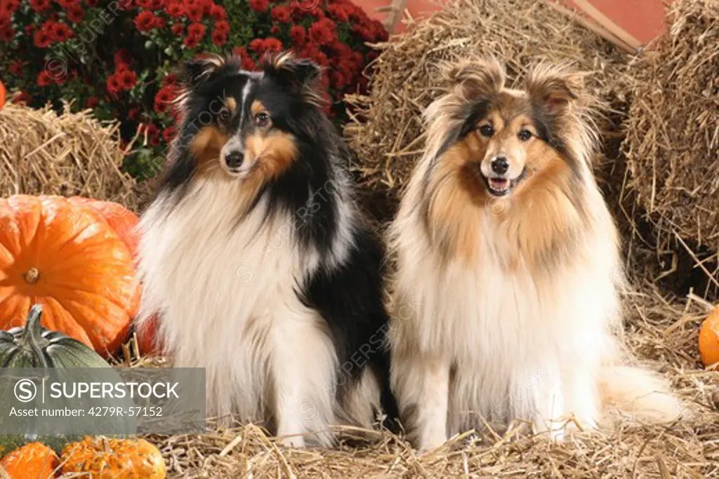 two Shelties - sitting in the straw
