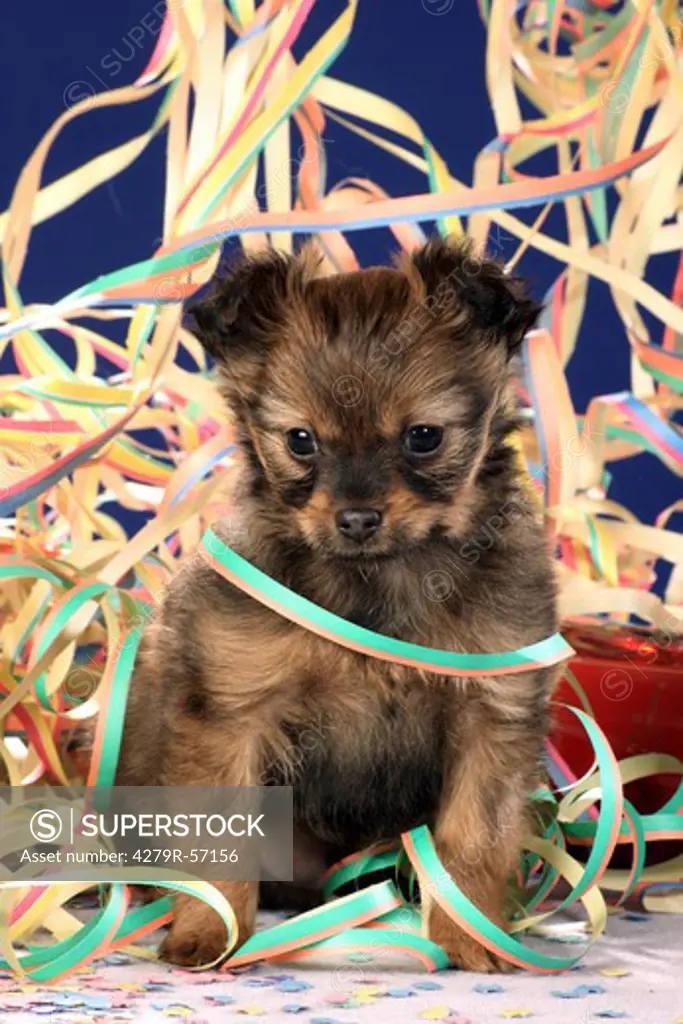 Russian Toy Terrier - puppy  between paper streamers