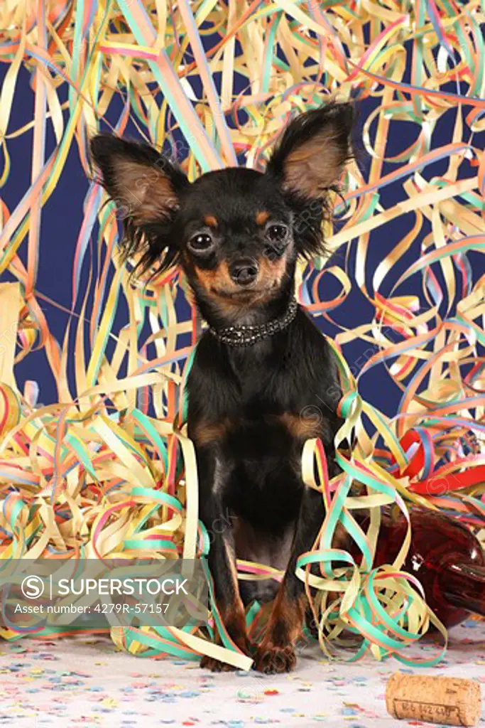 young Russian Toy Terrier between paper streamers