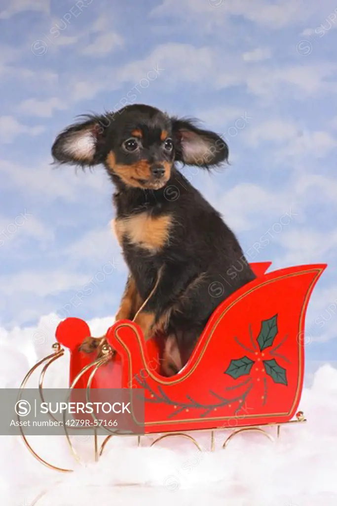 Russian Toy Terrier - puppy sitting in sledge
