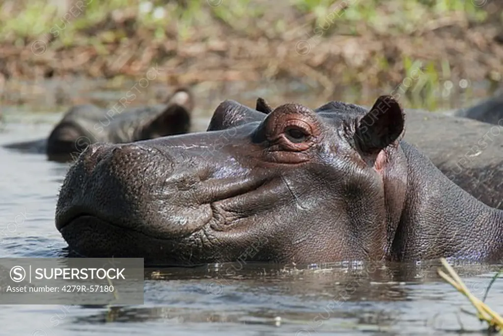 hippopotamus in water , Hippopotamus amphibius