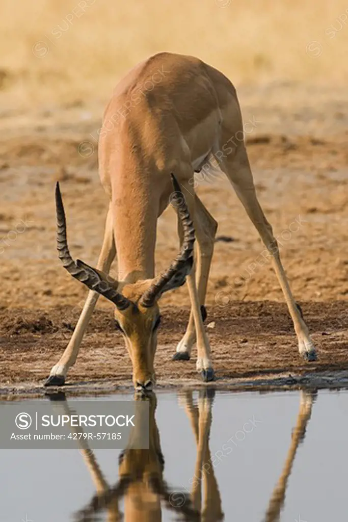 Impala - drinking , Aepyceros melampus