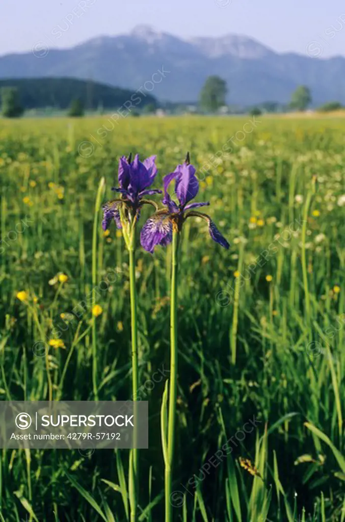 Siberian iris , Iris sibirica