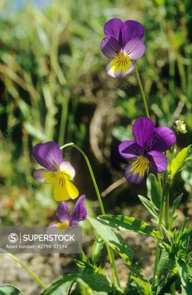 Heartsease , Viola tricolor