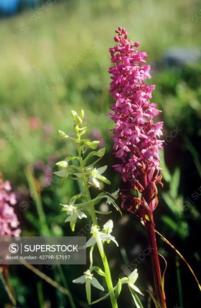 Early Purple orchid , Orchis mascula