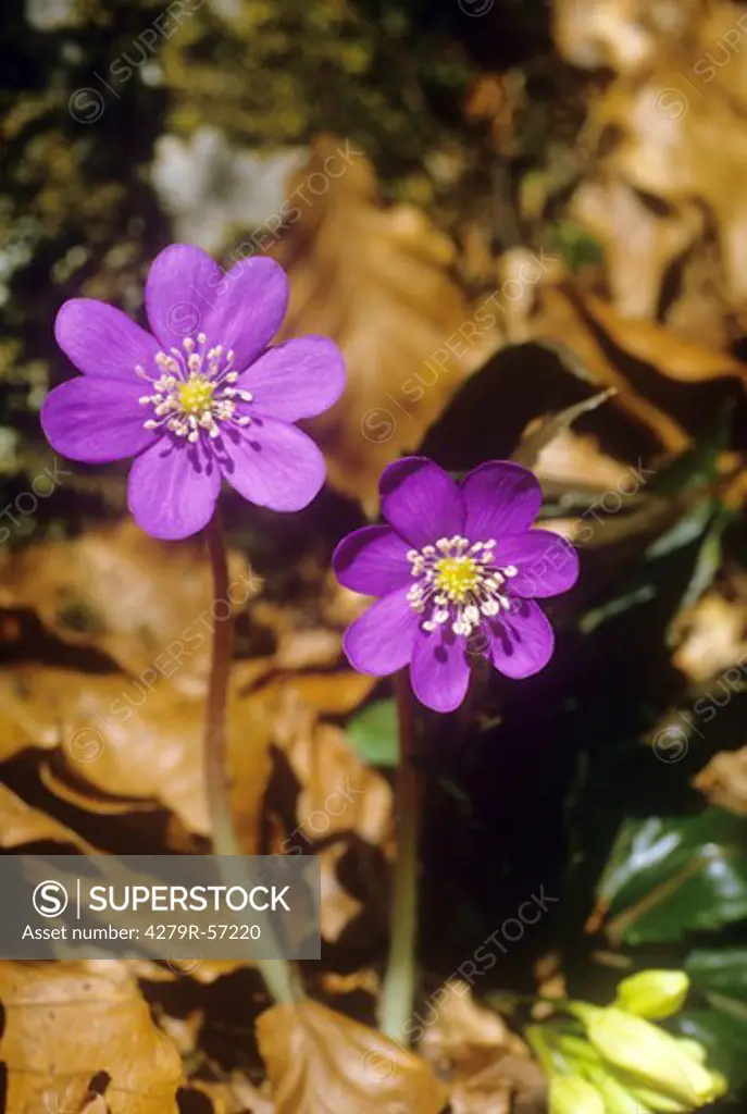 liverwort - blossoms , Hepatica nobilis