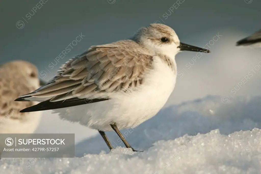 sanderling - standing in snow , Calidris alba