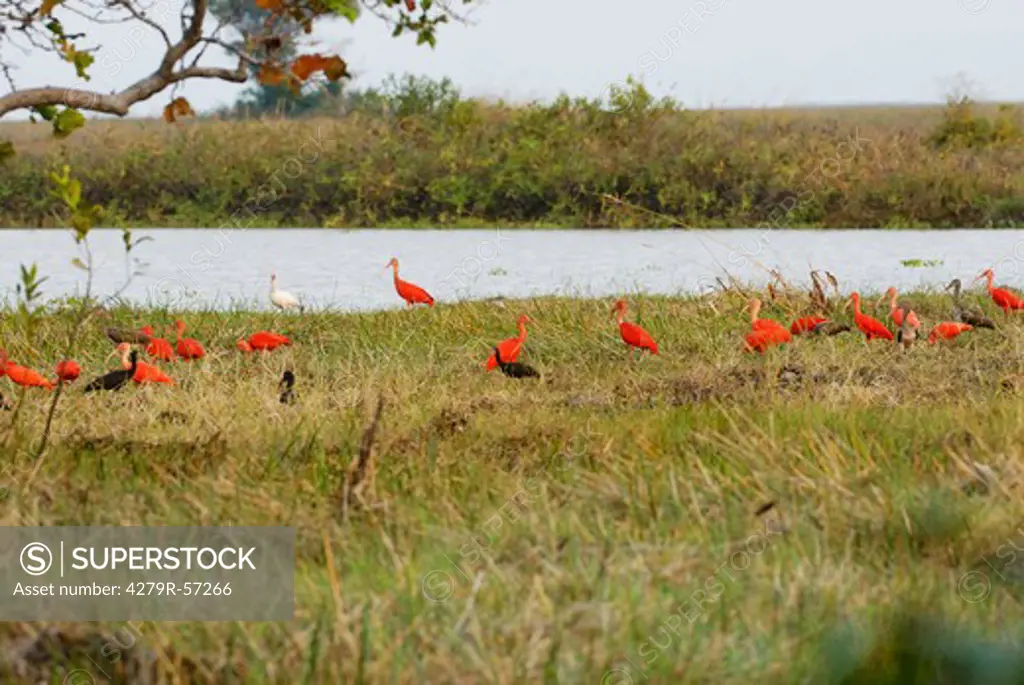scarlet ibises on meadow , Eudocimus ruber