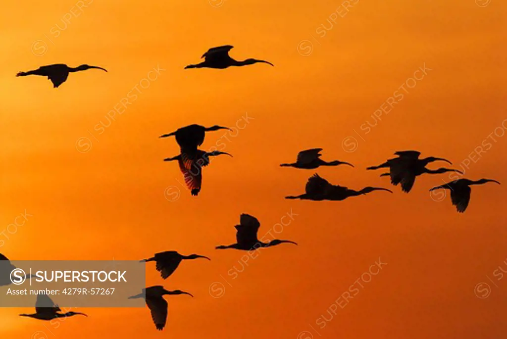 scarlet ibises - flying - sunset , Eudocimus ruber