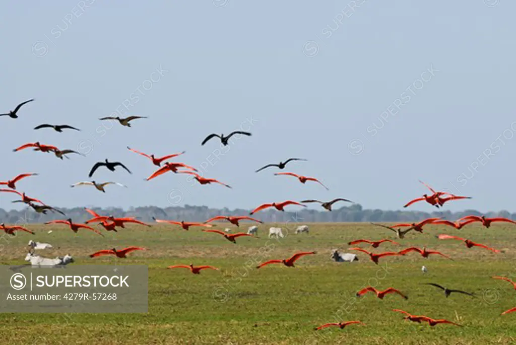 scarlet ibises - flying , Eudocimus ruber
