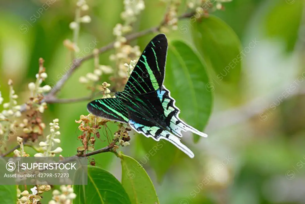 butterfly , Urania leilus