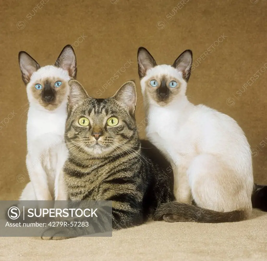 domestic cat with two siamese cats
