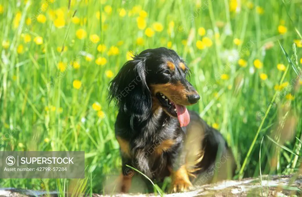 long-haired dachshund - sitting on tree trunk