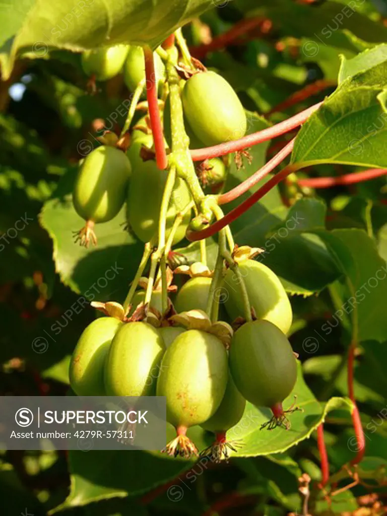 Hardy kiwifruit - fruits , Actinidia arguta