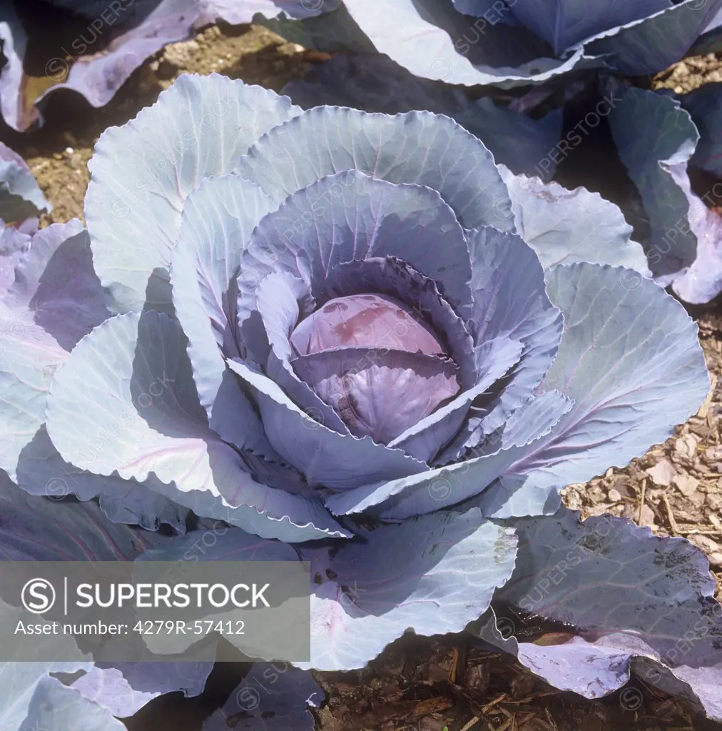 Red Cabbage , Brassica oleracea var. capitata f. rubra