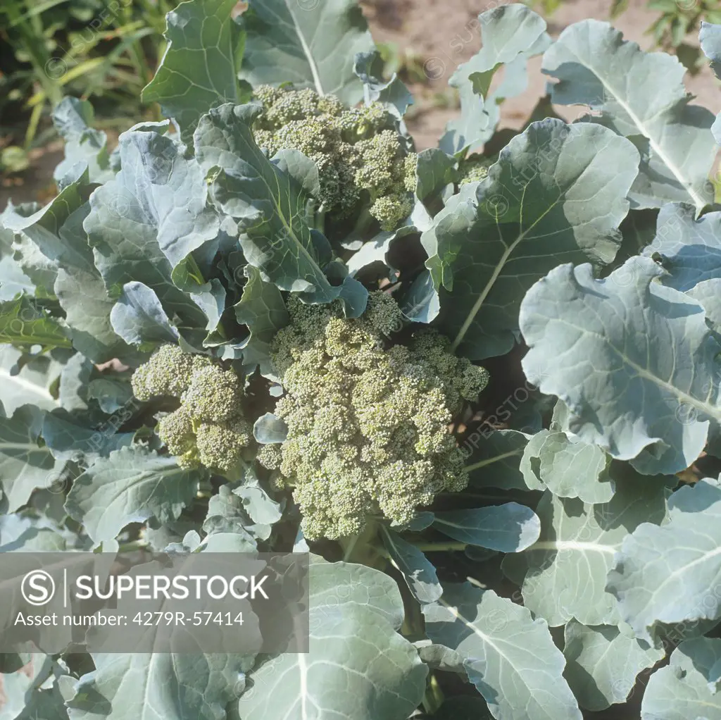 Broccoli , Brassica oleracea var. silvestris