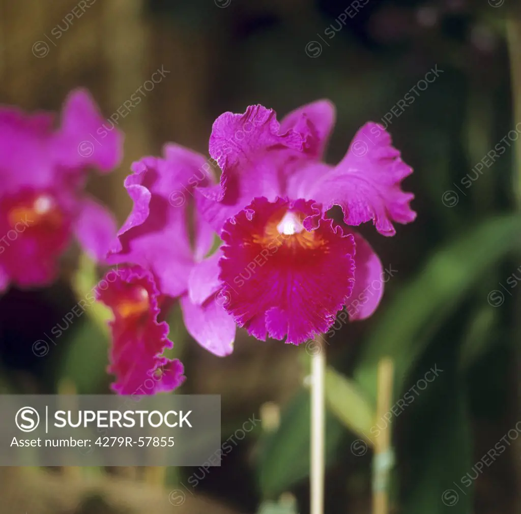 orchid (Laeliocattleya) - blossom