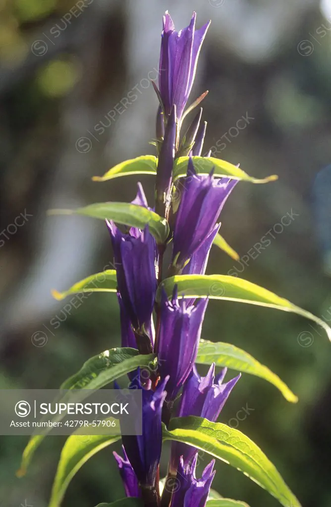 clustered bellflower , Campanula glomerata