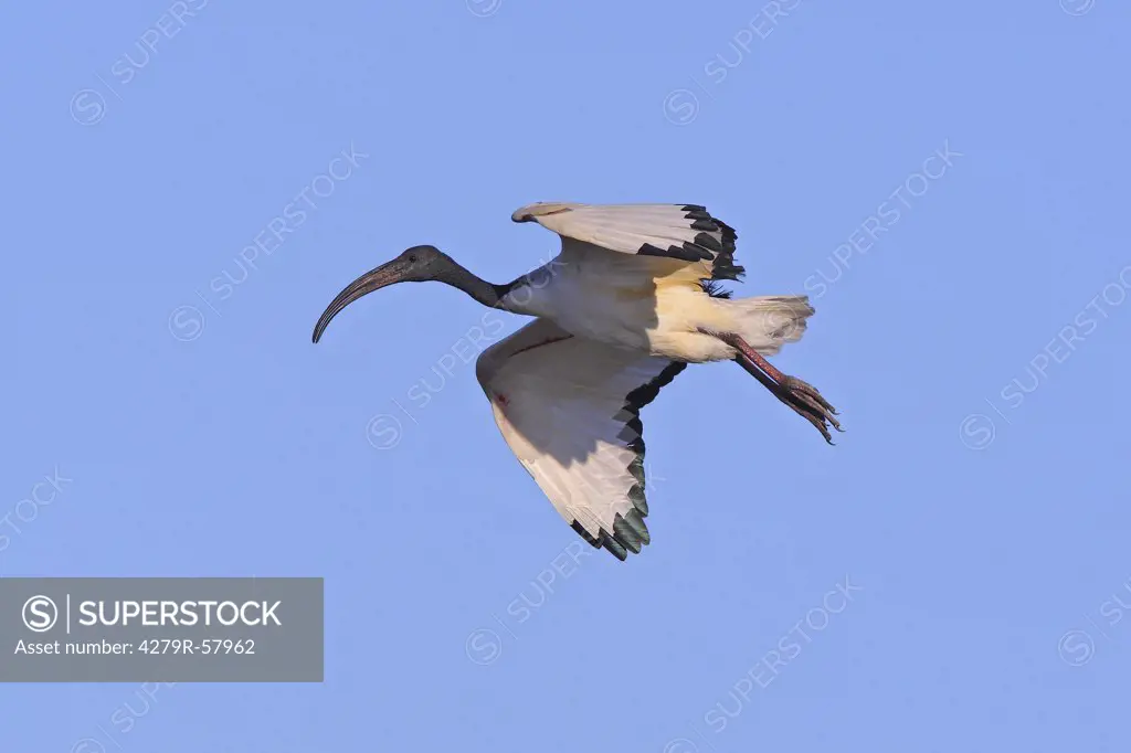 Sacred Ibis - flying , Threskiornis aethiopicus