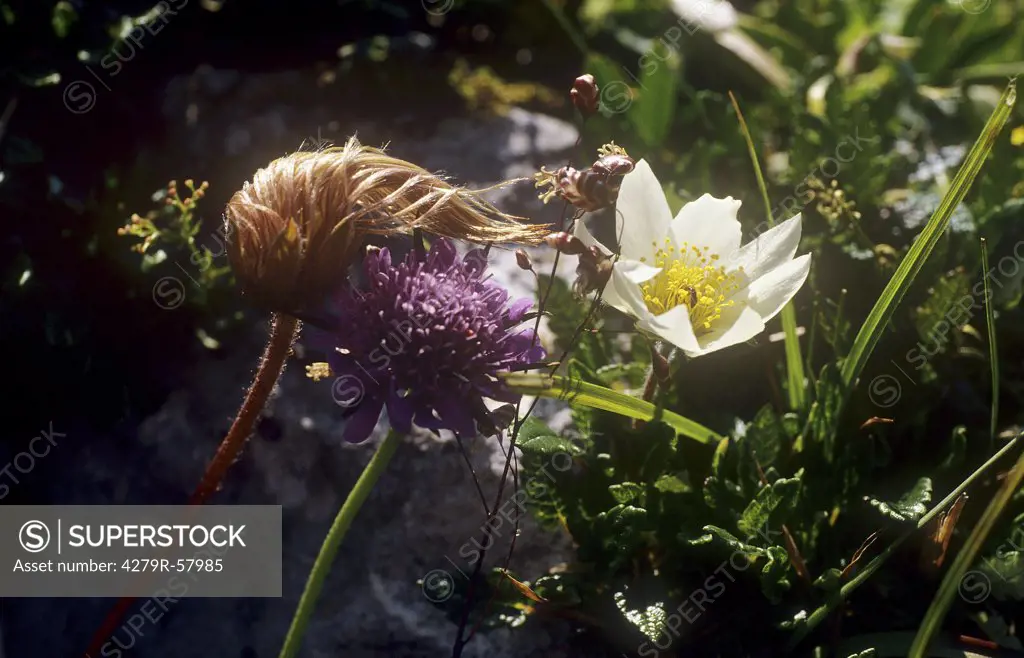 white dryas and wood scabious