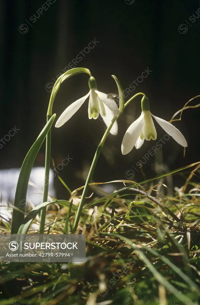 common snowdrop , Galanthus nivali